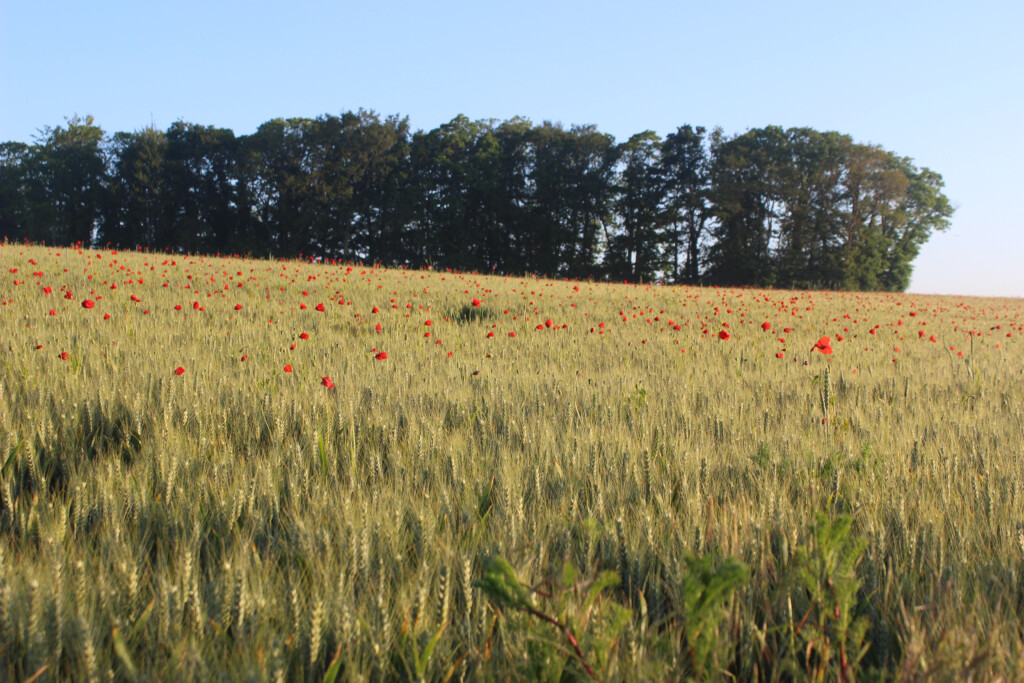 champ avec des coquelicots à Ploemeur